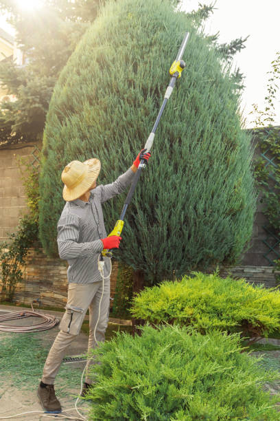 How Our Tree Care Process Works  in Progreso, TX